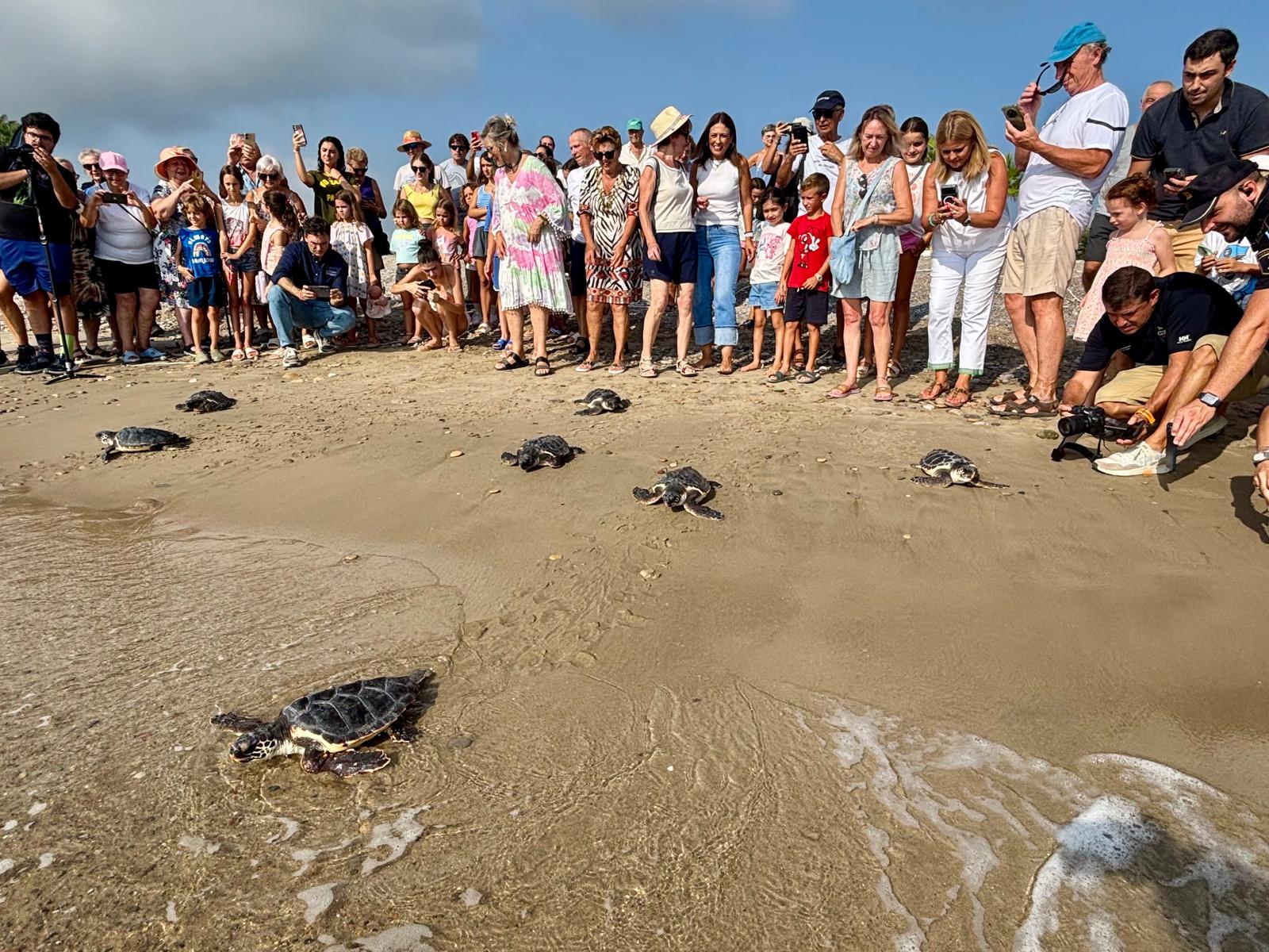 Diez tortugas nacidas en la playa de Benafelí regresan al Mediterráneo tras un año de cuidados Diez tortugas nacidas en la playa de Benafelí regresan al Mediterráneo tras un año de cuidados