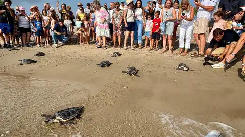 Diez tortugas nacidas en la playa de Benafelí regresan al Mediterráneo tras un año de cuidados Diez tortugas nacidas en la playa de Benafelí regresan al Mediterráneo tras un año de cuidados