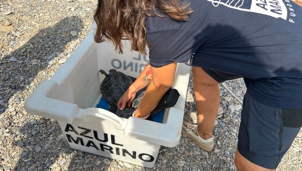 Diez tortugas boba nacidas en Almassora (Castellón) vuelven al mar tras un año de cuidados