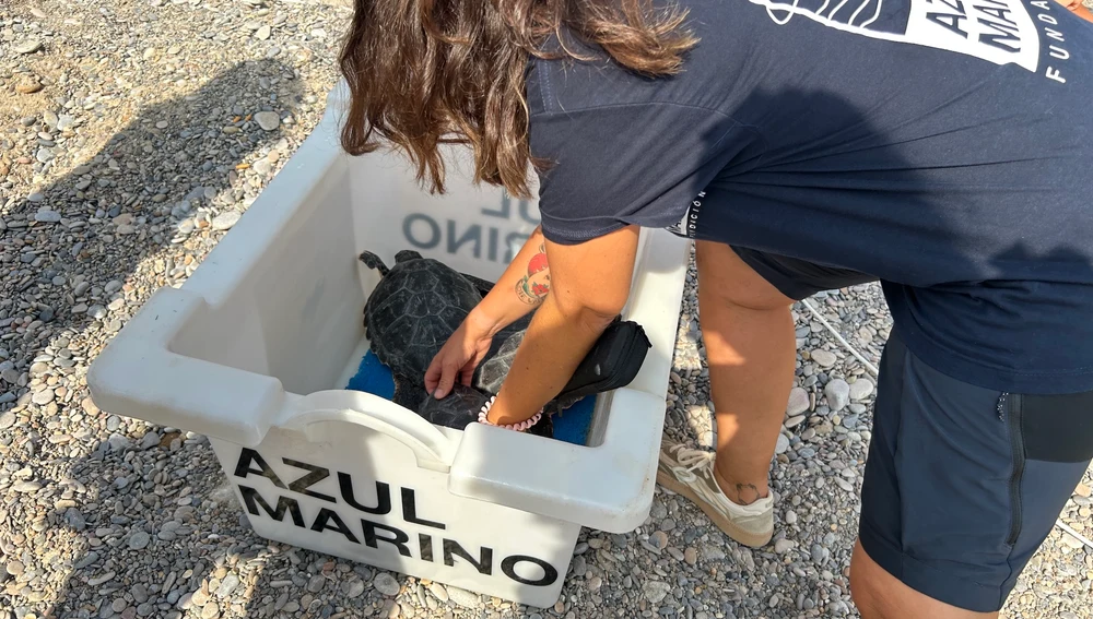 Diez tortugas boba nacidas en Almassora (Castellón) vuelven al mar tras un año de cuidados Diez tortugas boba nacidas en Almassora (Castellón) vuelven al mar tras un año de cuidados