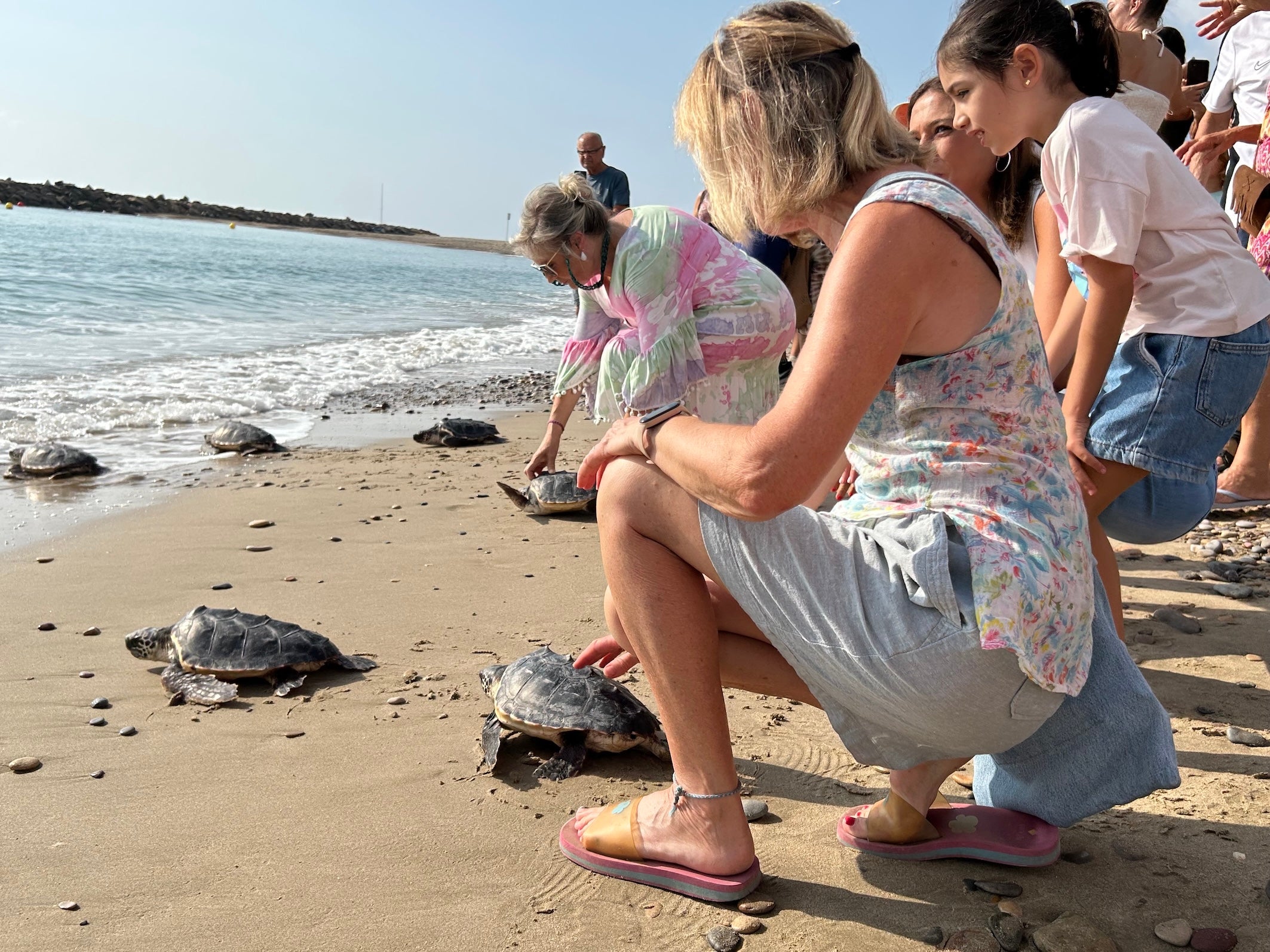 La Fundación Azul Marino devuelve al mar diez tortugas nacidas en Almassora hace un año La Fundación Azul Marino devuelve al mar diez tortugas nacidas en Almassora hace un año