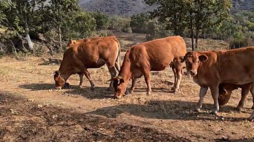 La Diputación de Guadalajara prioriza la recuperación de la Sierra Norte tras el incendio de La Mierla La Diputación de Guadalajara prioriza la recuperación de la Sierra Norte tras el incendio de La Mierla