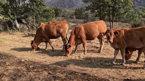 La Diputación de Guadalajara prioriza la recuperación de la Sierra Norte tras el incendio de La Mierla La Diputación de Guadalajara prioriza la recuperación de la Sierra Norte tras el incendio de La Mierla