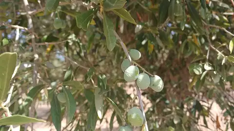 Parcela de olivar Parcela de olivar