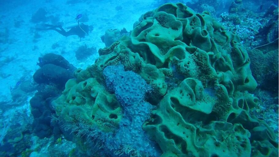 El proyecto de concienciaci&oacute;n medioambiental &ldquo;Be Coral&rdquo; busca proteger el coral mexicano de una muerte segura