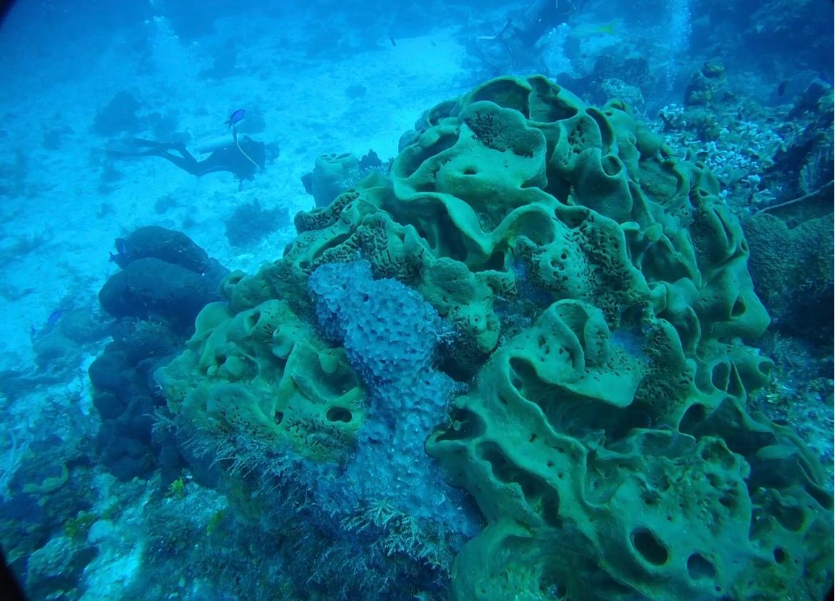 Imagen: Diana Rodríguez Pretel / El proyecto de concienciación medioambiental “Be Coral” busca proteger el coral mexicano de una muerte segura Imagen: Diana Rodríguez Pretel / El proyecto de concienciación medioambiental “Be Coral” busca proteger el coral mexicano de una muerte segura