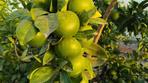 C&iacute;tricos en el campo