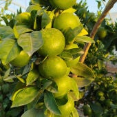 Cítricos en el campo