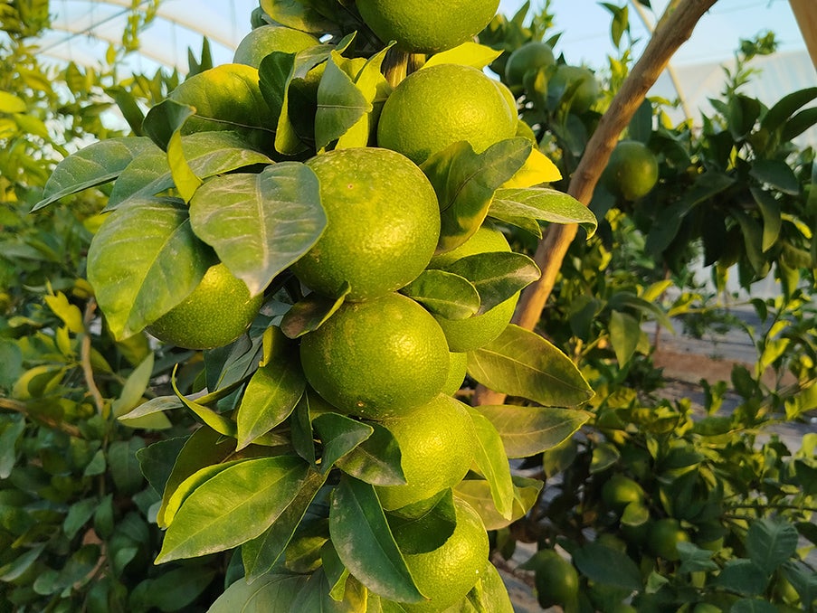 AVA-ASAJA subraya que la primera lonja de cítricos confirma precios estables en el campo episode artwork