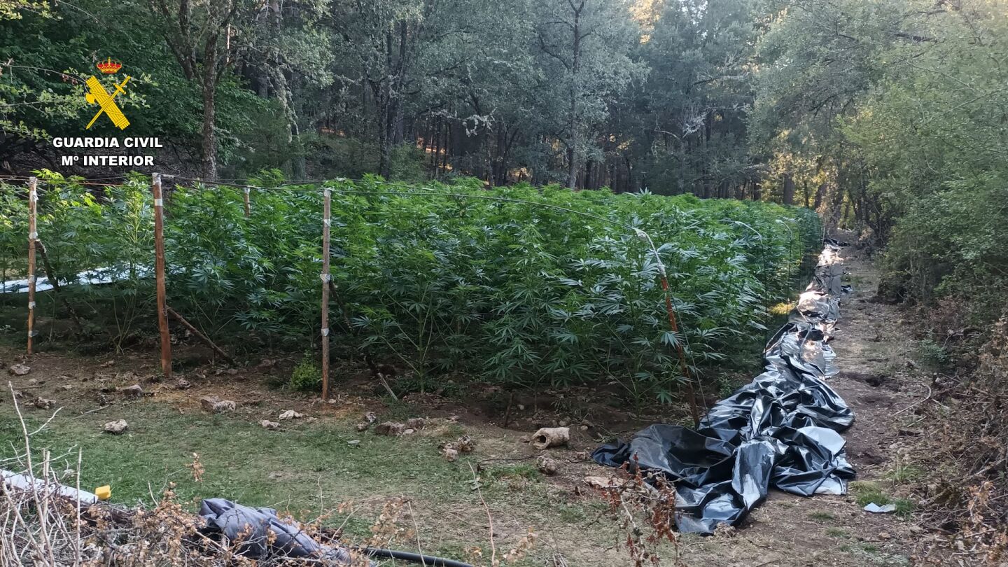 Plantaci&oacute;n de marihuana