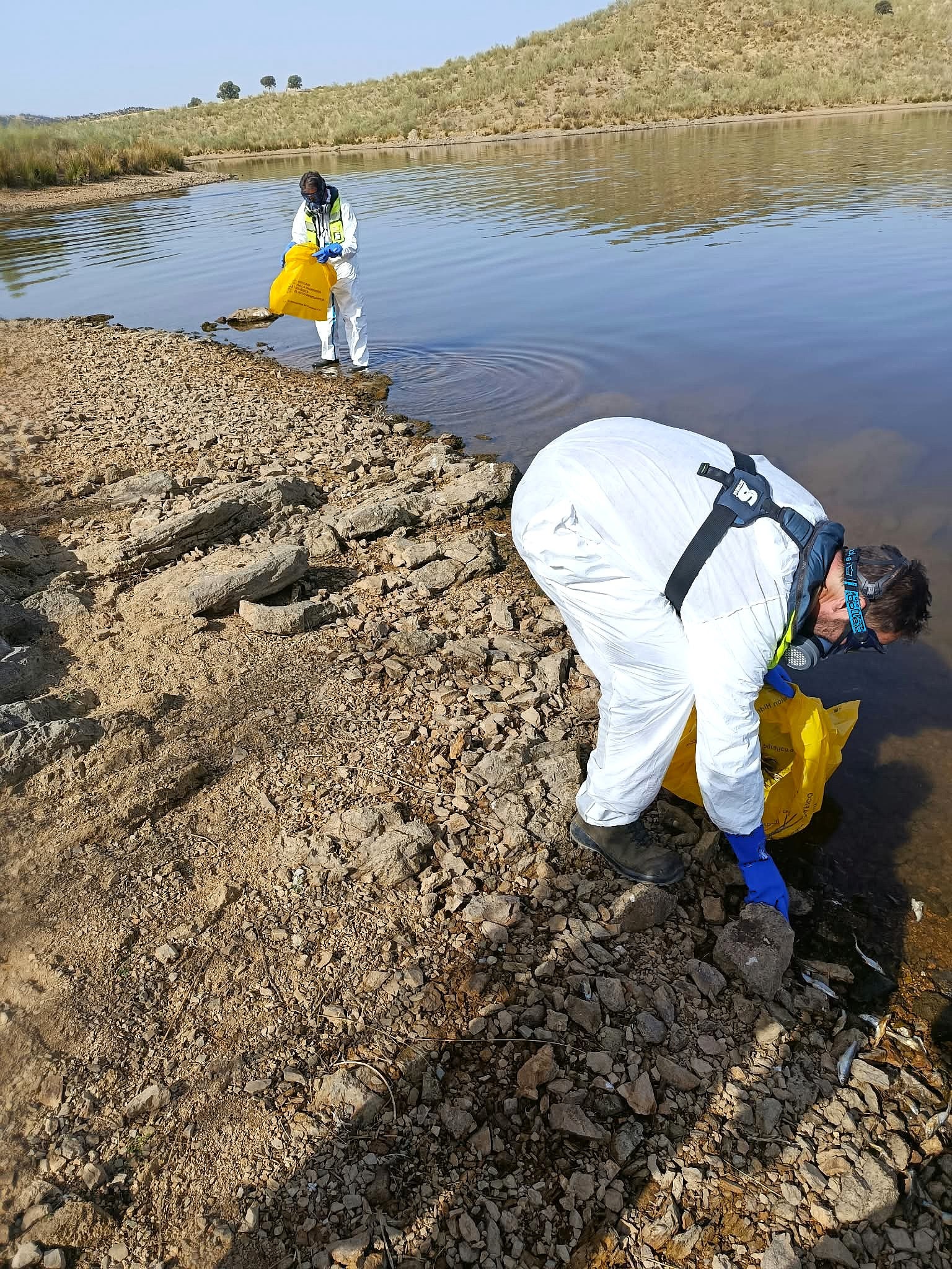La CHG finaliza la retirada de peces tras el episodio de mortandad en el embalse de Los Molinos en Hornachos La CHG finaliza la retirada de peces tras el episodio de mortandad en el embalse de Los Molinos en Hornachos
