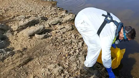 La CHG finaliza la retirada de peces tras el episodio de mortandad en el embalse de Los Molinos en Hornachos La CHG finaliza la retirada de peces tras el episodio de mortandad en el embalse de Los Molinos en Hornachos