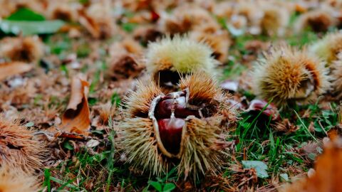Otoño Otoño