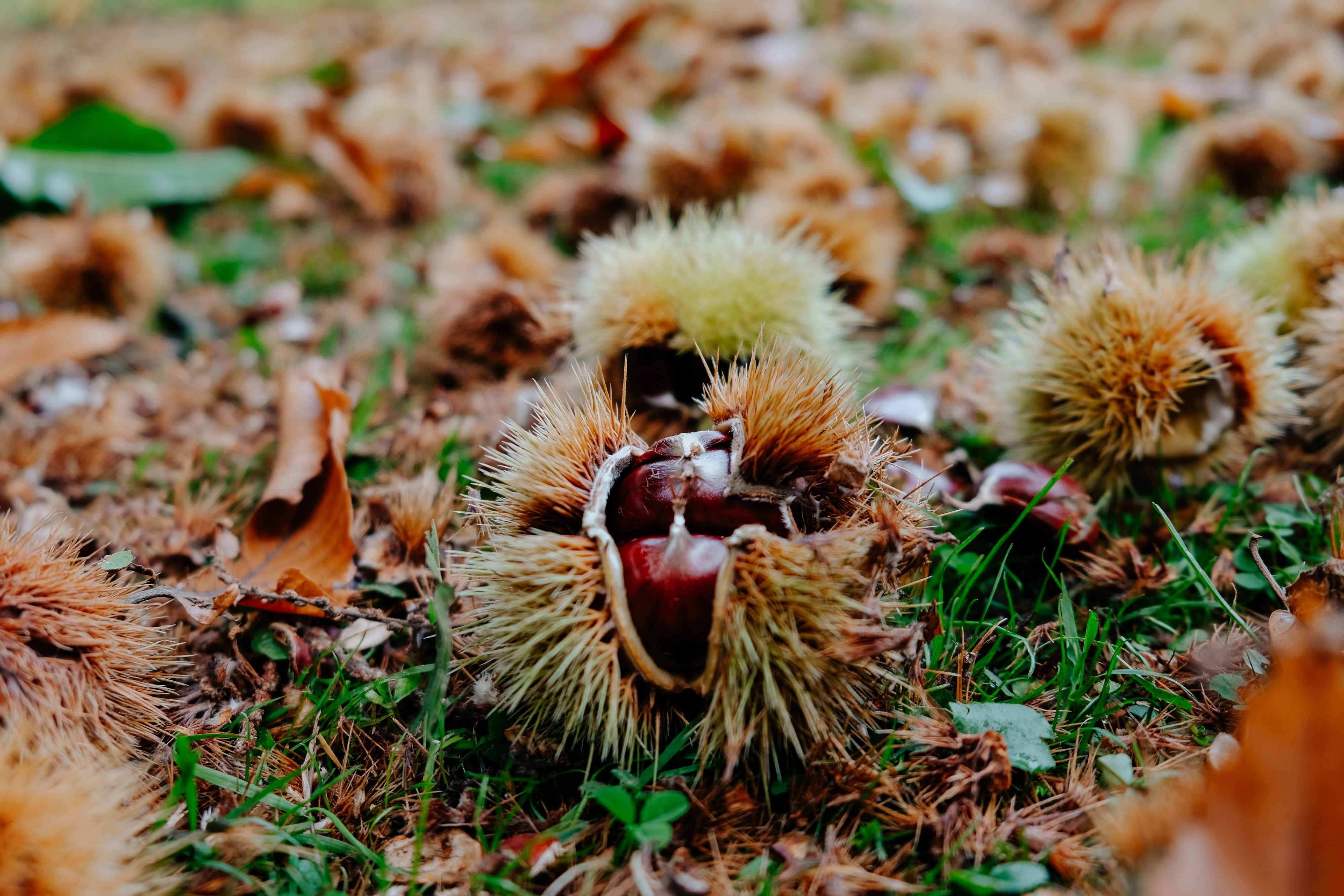 Otoño Otoño