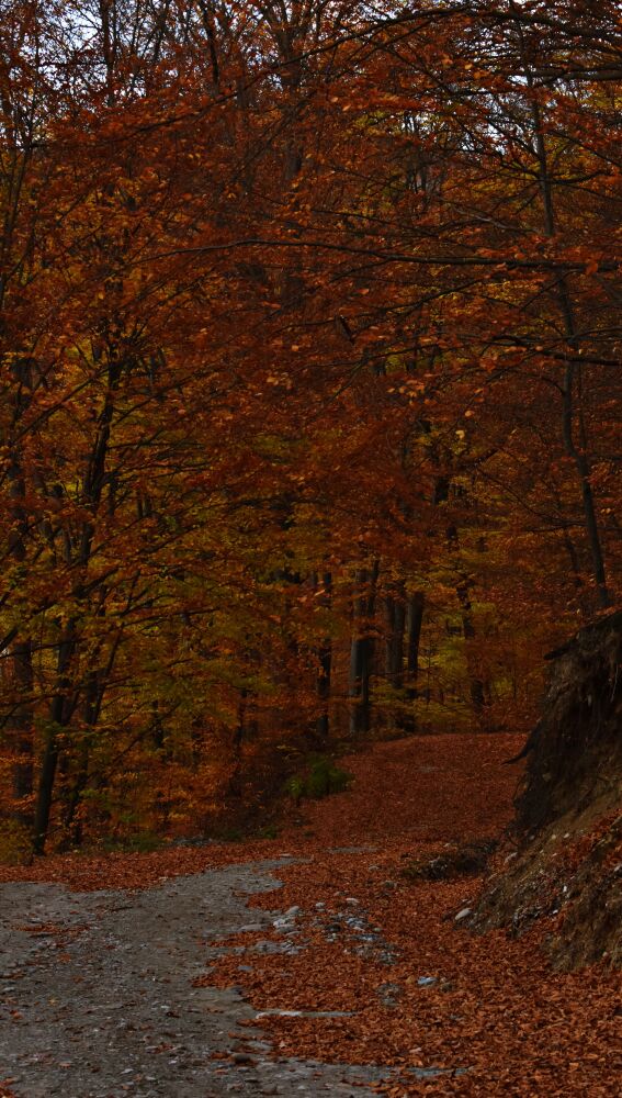 Un bosque en otoño