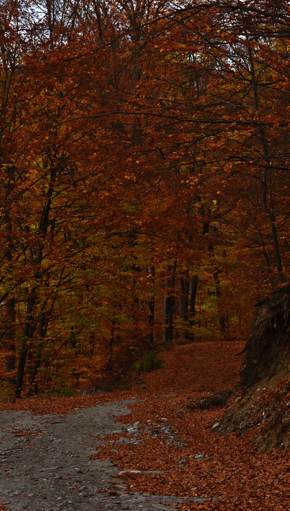 Un bosque en otoño Un bosque en otoño