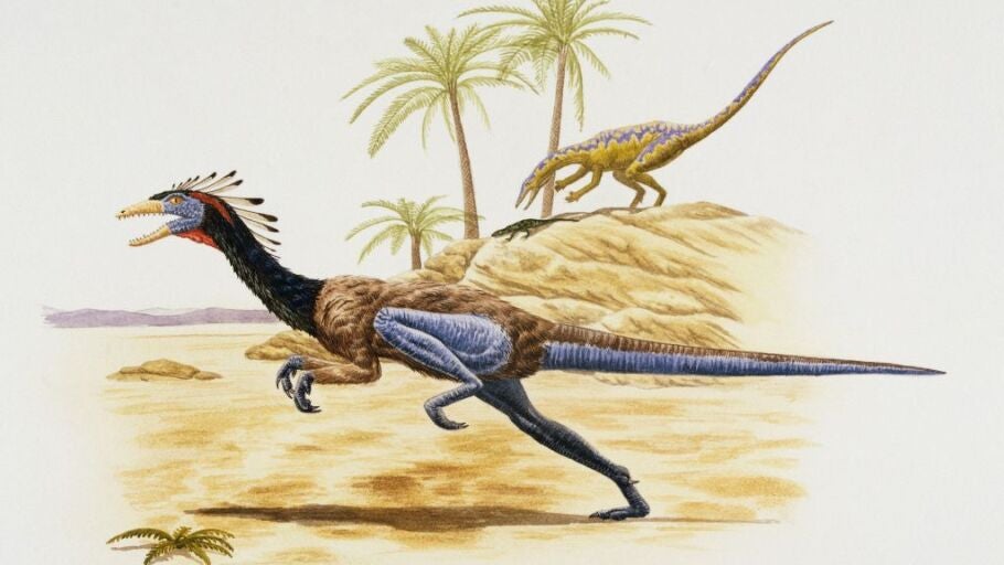 El dinosaurio Coelophysis bauri, Coelophysidae, tri&aacute;sico tard&iacute;o