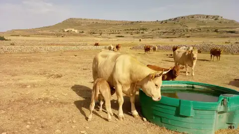 AVA-ASAJA reclama ayudas ante el impacto de la sequía en agricultores y ganaderos del interior de Castellón y Valencia AVA-ASAJA reclama ayudas ante el impacto de la sequía en agricultores y ganaderos del interior de Castellón y Valencia