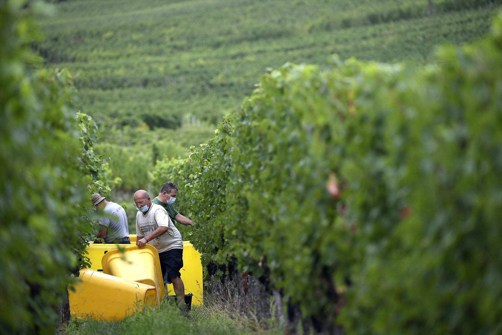 Corresponsales: Año de mala vendimia en Francia Corresponsales: Año de mala vendimia en Francia