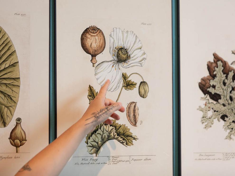 El CDAN organiza cinco talleres para despedir la exposición ‘Ellas ilustran botánica’ El CDAN organiza cinco talleres para despedir la exposición ‘Ellas ilustran botánica’