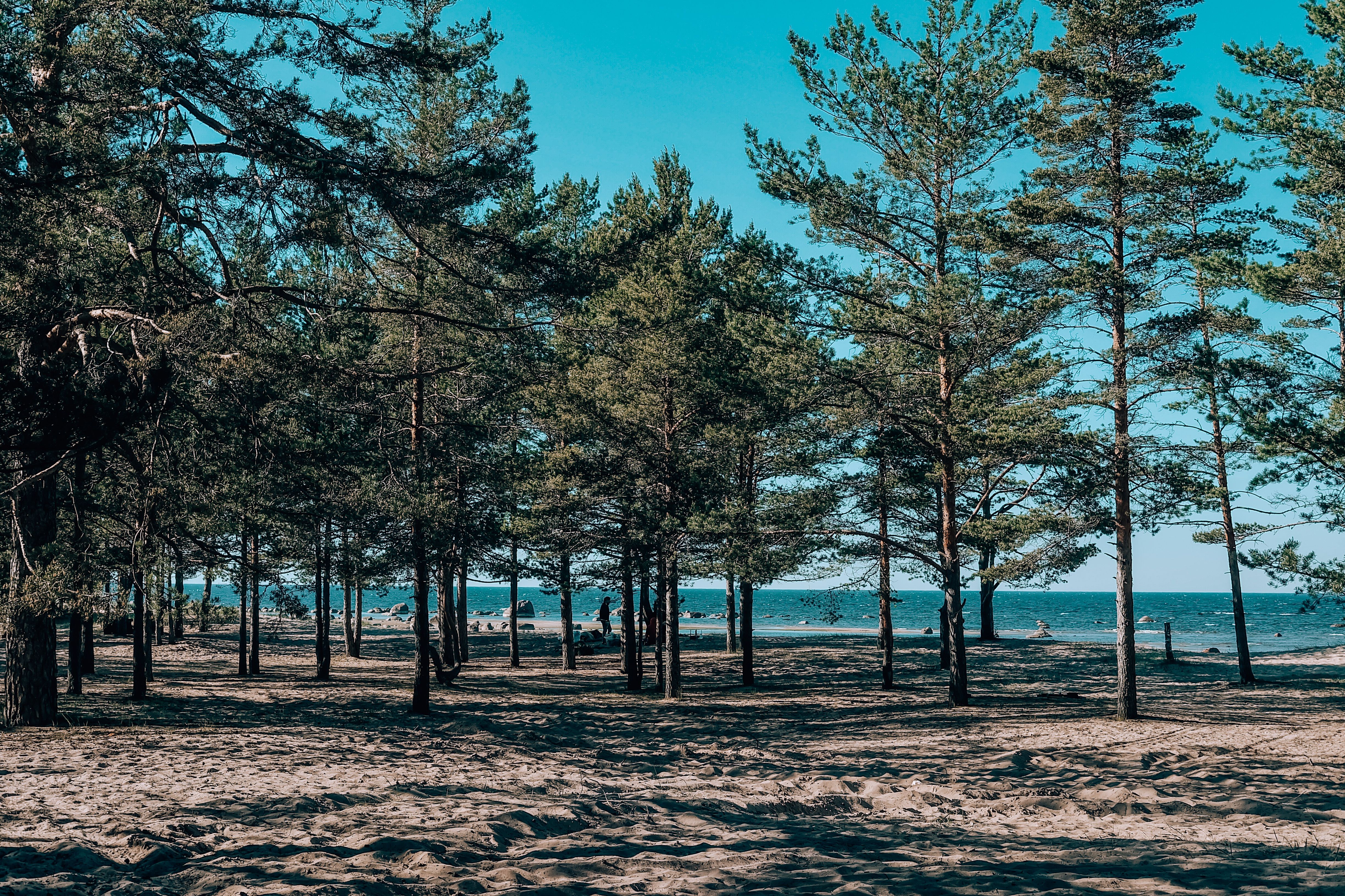 Estonia más allá de Tallin: qué ver en Tartu y el lago Peipus Estonia más allá de Tallin: qué ver en Tartu y el lago Peipus