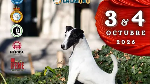 Más de 800 perros participarán este fin de semana en la Exposición Canina de Mérida Más de 800 perros participarán este fin de semana en la Exposición Canina de Mérida