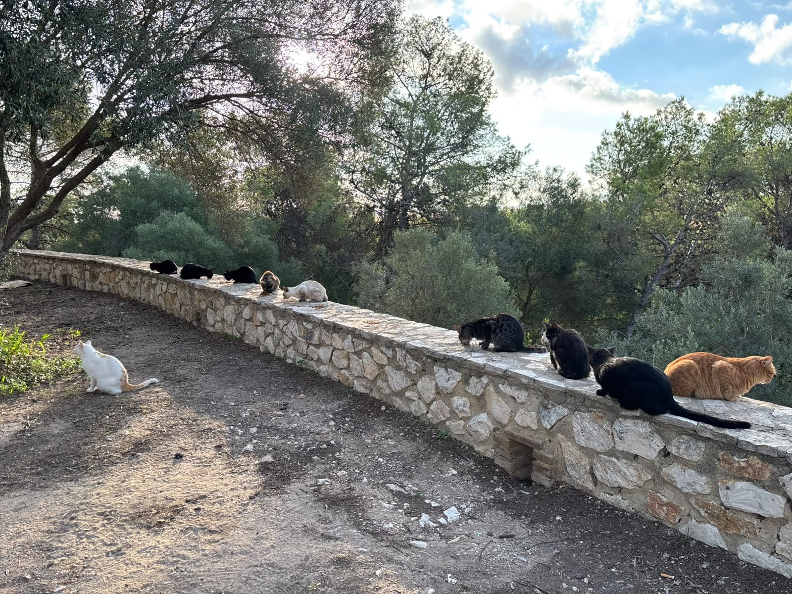 La Concejalía de Bienestar Animal de Sueca denuncia el abandono masivo de gatos en el entorno natural de la Muntayenta dels Sants La Concejalía de Bienestar Animal de Sueca denuncia el abandono masivo de gatos en el entorno natural de la Muntayenta dels Sants