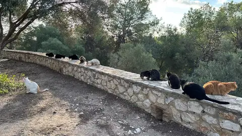 Gatos en la Muntanyeta de Sueca Gatos en la Muntanyeta de Sueca