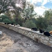 Gatos en la Muntanyeta de Sueca