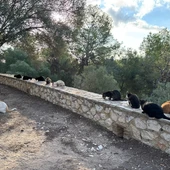 Gatos en la Muntanyeta de Sueca Gatos en la Muntanyeta de Sueca