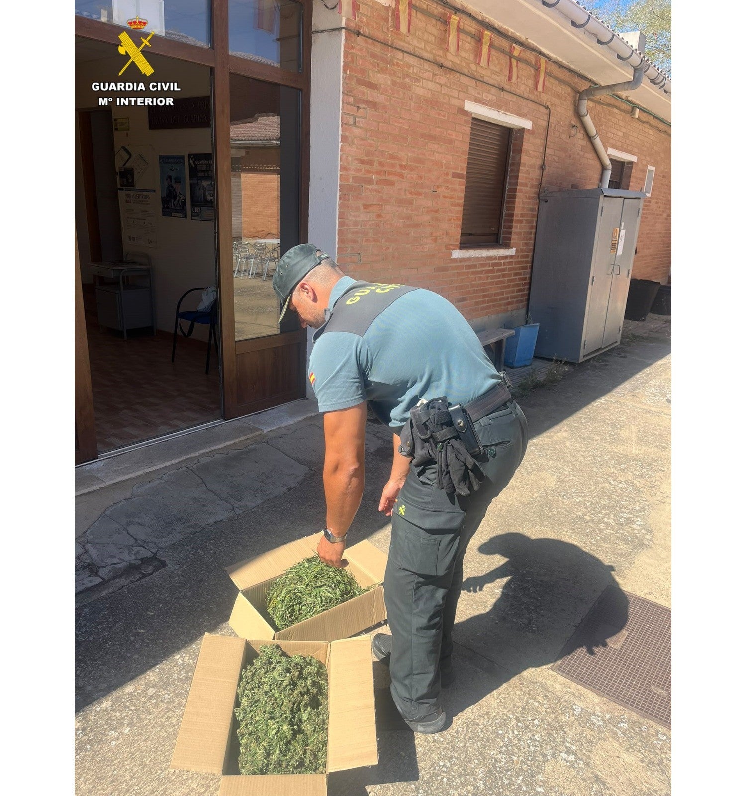 Retirada una planta de marihuana de más de 2 metros de altura en Carrión de los Condes Retirada una planta de marihuana de más de 2 metros de altura en Carrión de los Condes