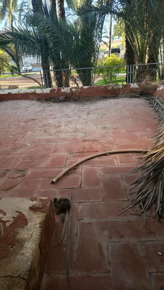La AMPA del colegio Fernando de Loaces mantendrá las concentraciones para denunciar "el lamentable estado del centro y la falta de vigilancia"
