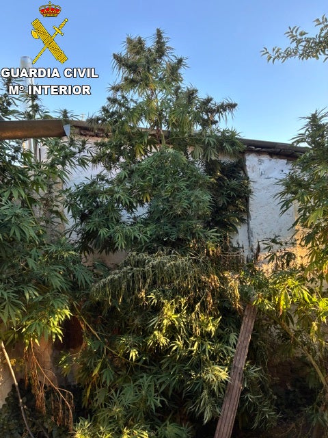 La Guardia Civil desmantela una plantación de cannabis en Olmeda del Rey La Guardia Civil desmantela una plantación de cannabis en Olmeda del Rey