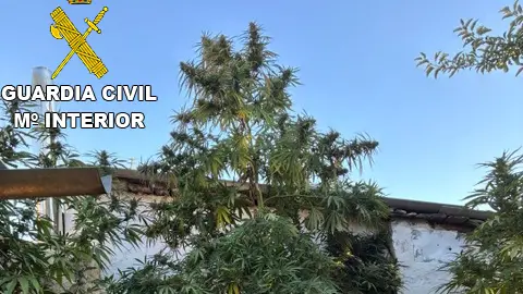 La Guardia Civil desmantela una plantación de cannabis en Olmeda del Rey La Guardia Civil desmantela una plantación de cannabis en Olmeda del Rey