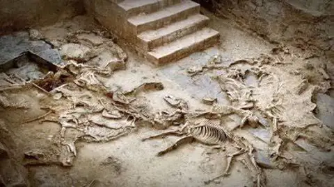 El Turuñuelo sacrificó caballos en plena edad productiva tras años de trabajo intenso El Turuñuelo sacrificó caballos en plena edad productiva tras años de trabajo intenso