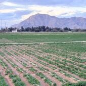 CONVEGA reta a contar la esencia de la Vega Baja del Segura en solo 20 segundos