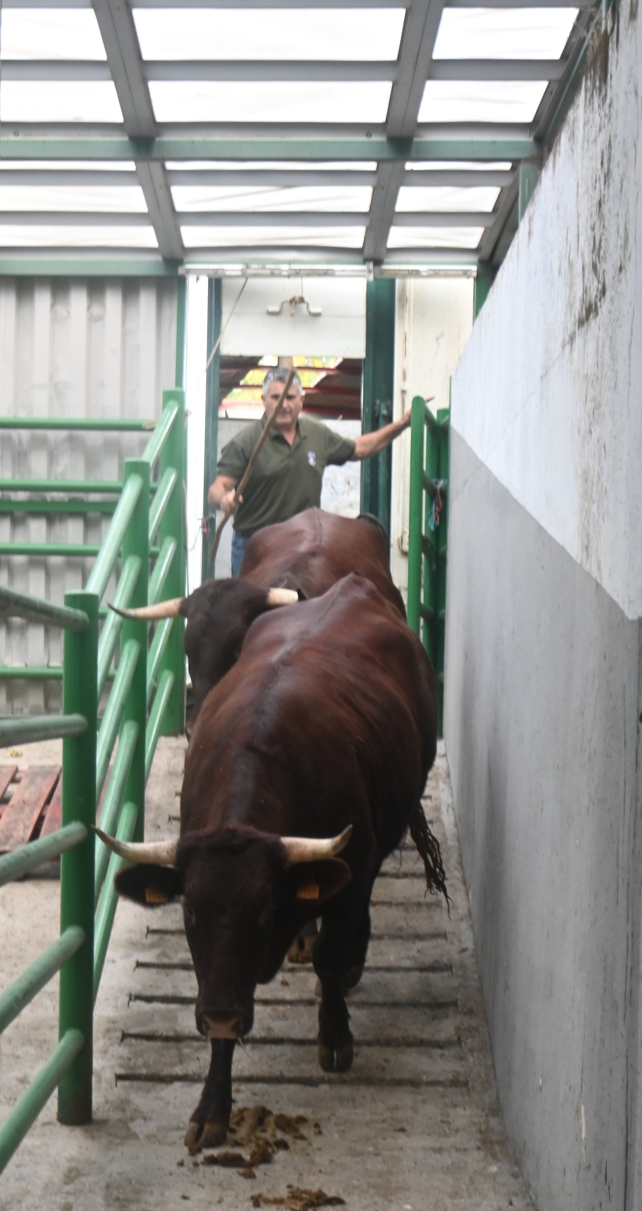La Feria Internacional Ganadera se inaugura este jueves con unas 2.000 cabezas de ganado y más de 330 expositores La Feria Internacional Ganadera se inaugura este jueves con unas 2.000 cabezas de ganado y más de 330 expositores
