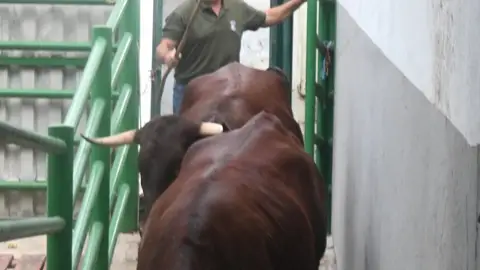 La Feria Internacional Ganadera se inaugura este jueves con unas 2.000 cabezas de ganado y más de 330 expositores La Feria Internacional Ganadera se inaugura este jueves con unas 2.000 cabezas de ganado y más de 330 expositores