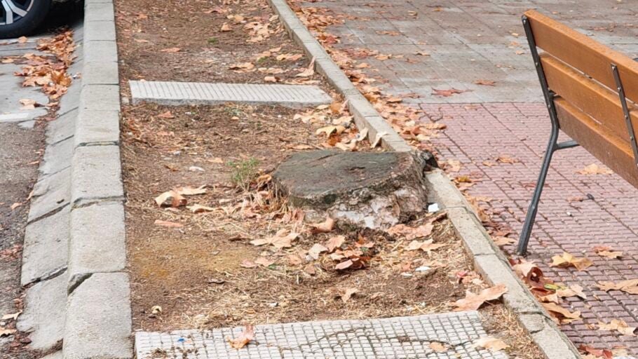 Alcorque con toc&oacute;n en Alcal&aacute; de Henares