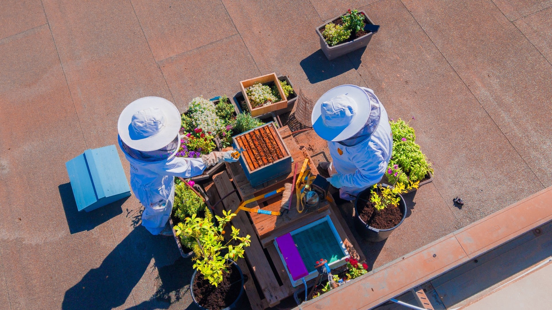Zenia Boulevard apuesta por la biodiversidad y la apicultura con la instalación de una colmena de abejas en el centro comercial Zenia Boulevard apuesta por la biodiversidad y la apicultura con la instalación de una colmena de abejas en el centro comercial