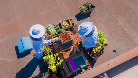 Zenia Boulevard apuesta por la biodiversidad y la apicultura con la instalación de una colmena de abejas en el centro comercial Zenia Boulevard apuesta por la biodiversidad y la apicultura con la instalación de una colmena de abejas en el centro comercial
