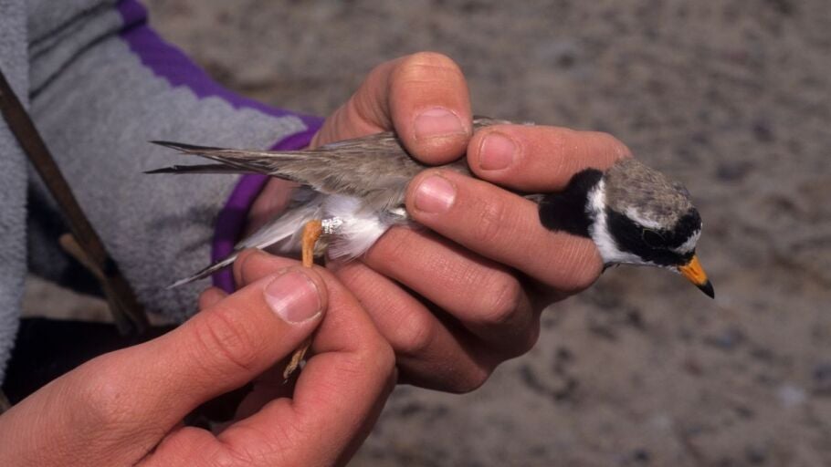 Anillamiento de aves