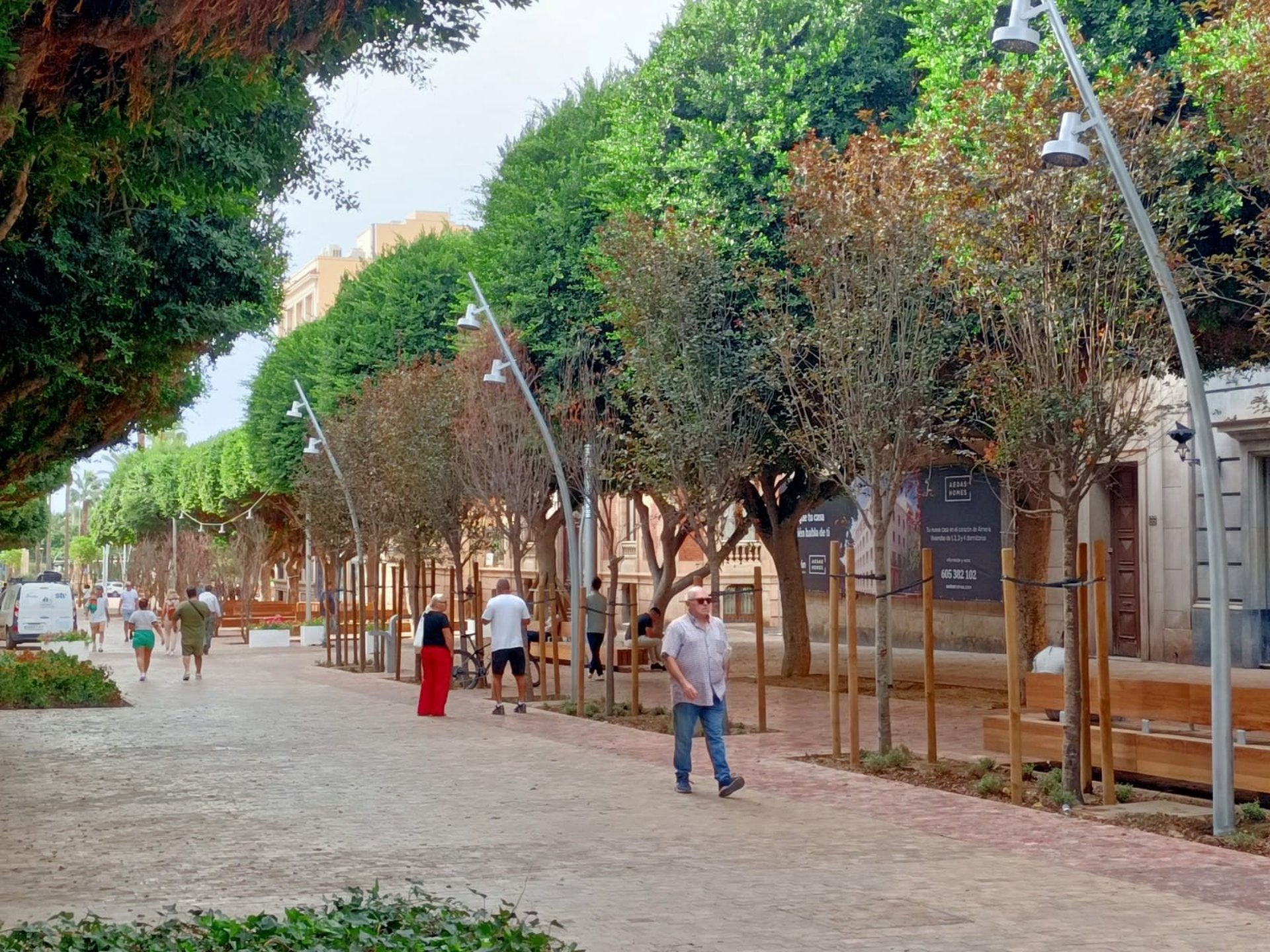 El Ayuntamiento de Almería instalará 3.600 metros de tiras LED en los ficus del Paseo El Ayuntamiento de Almería instalará 3.600 metros de tiras LED en los ficus del Paseo