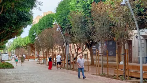 El Ayuntamiento de Almería instalará 3.600 metros de tiras LED en los ficus del Paseo El Ayuntamiento de Almería instalará 3.600 metros de tiras LED en los ficus del Paseo