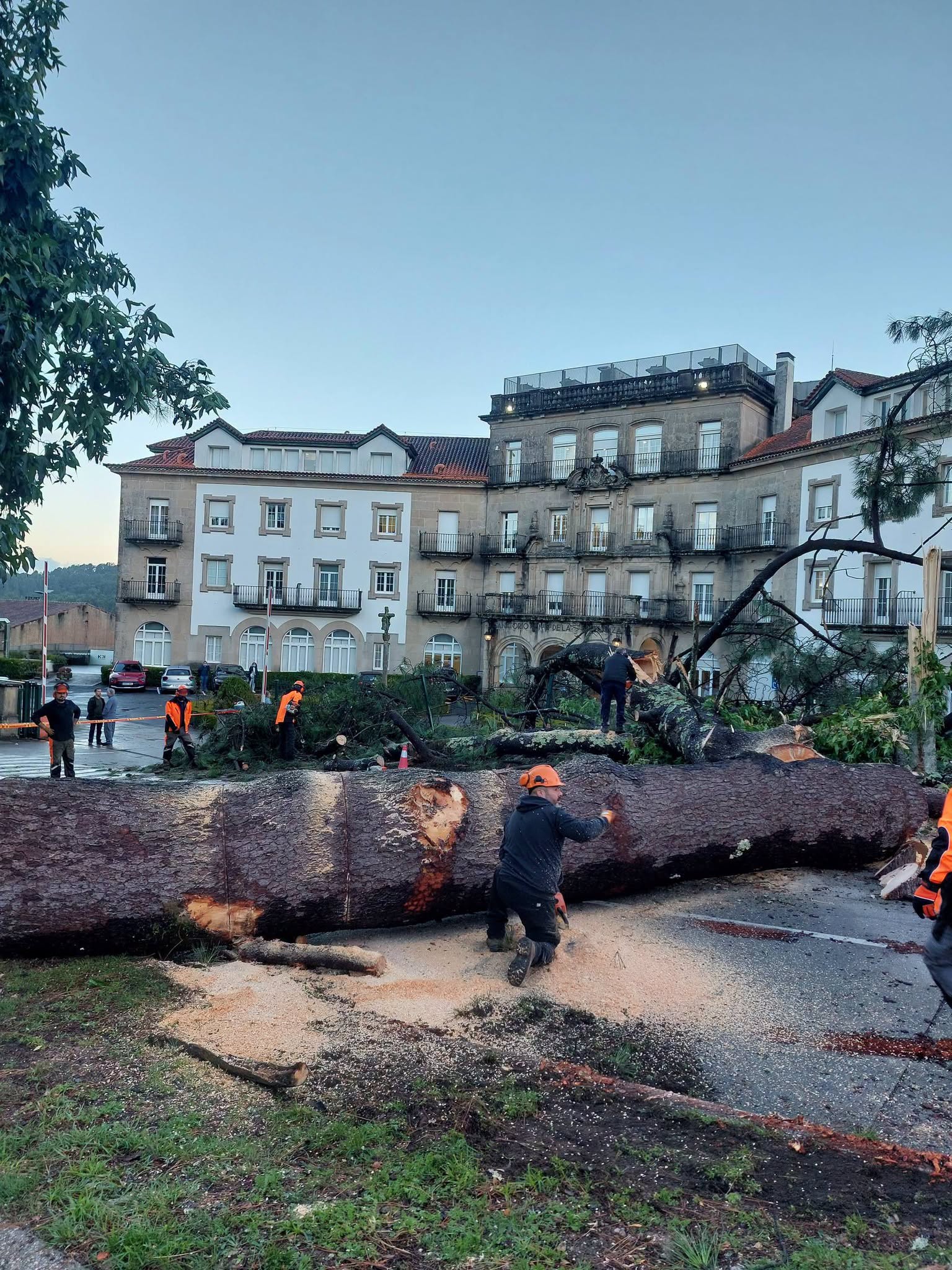 La USC ordena inspeccionar los árboles de mayor porte del Campus Sur tras la caída de un ejemplar que provocó daños en el muro de La Esperanza La USC ordena inspeccionar los árboles de mayor porte del Campus Sur tras la caída de un ejemplar que provocó daños en el muro de La Esperanza