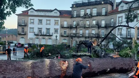 La USC ordena inspeccionar los árboles de mayor porte del Campus Sur tras la caída de un ejemplar que provocó daños en el muro de La Esperanza La USC ordena inspeccionar los árboles de mayor porte del Campus Sur tras la caída de un ejemplar que provocó daños en el muro de La Esperanza