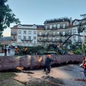 La USC ordena inspeccionar los árboles de mayor porte del Campus Sur tras la caída de un ejemplar que provocó daños en el muro de La Esperanza