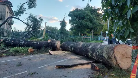 La caída de un árbol de grandes dimensione obligó a cortar la Avenida das Burgas en Santiago La caída de un árbol de grandes dimensione obligó a cortar la Avenida das Burgas en Santiago
