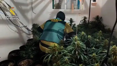 Detenidos con cerca de 120 plantas de cannabis en una vivienda del Poniente registrada por segunda vez Detenidos con cerca de 120 plantas de cannabis en una vivienda del Poniente registrada por segunda vez