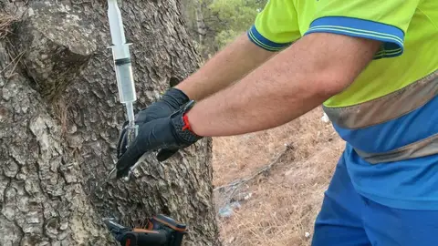 Benidorm aplica la endoterapia vegetal para prevenir la procesionaria en más de un millar de pinos Benidorm aplica la endoterapia vegetal para prevenir la procesionaria en más de un millar de pinos